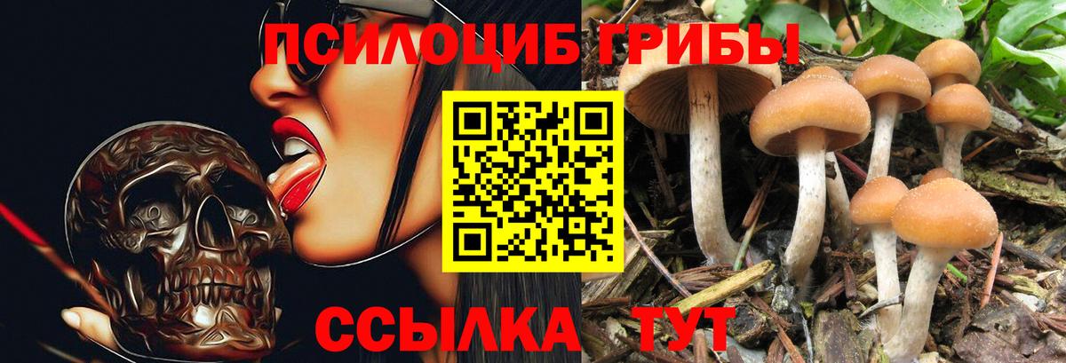 Гусев  Галлюциногенные грибы ЛСД  Вход с VPN  Псилоцибиновые грибы Psilocybe 